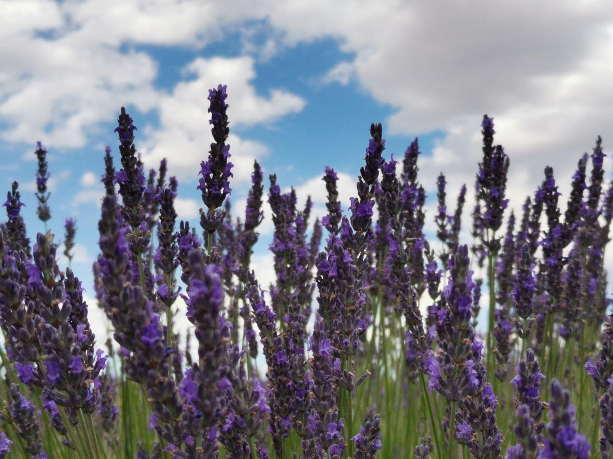 Gite En Provence Lavande Modene Kültér fotó