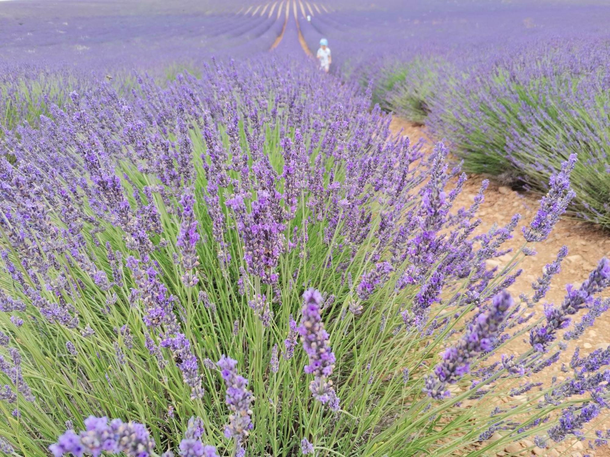 Gite En Provence Lavande Modene Kültér fotó