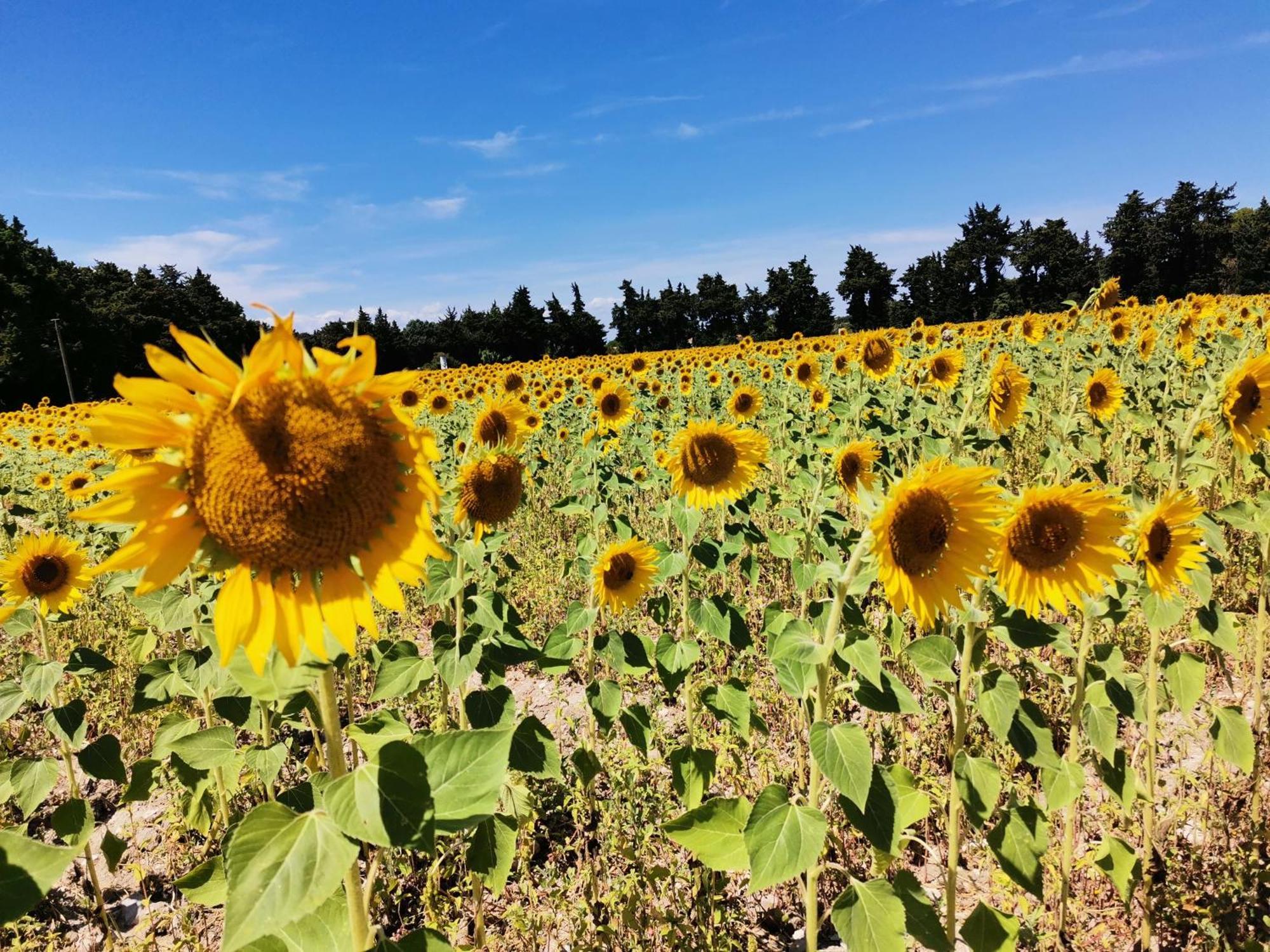 Gite En Provence Lavande Modene Kültér fotó
